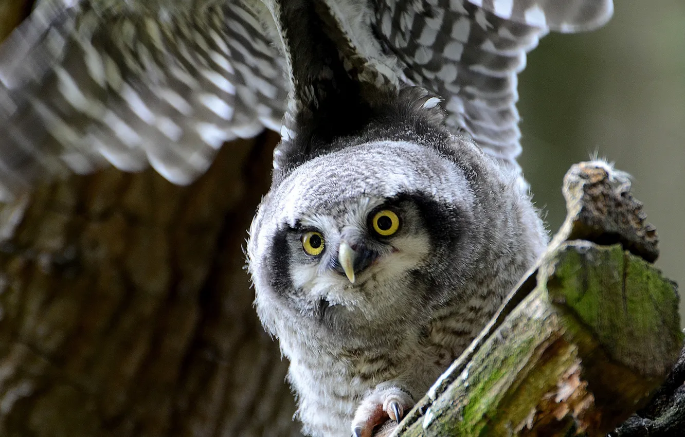 Photo wallpaper bird, wings, Hawk owl