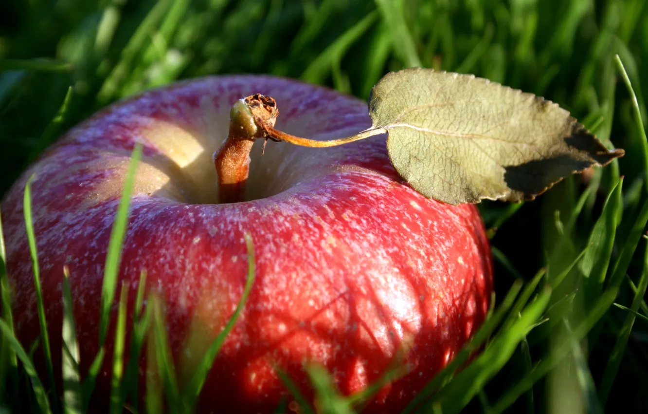 Photo wallpaper grass, leaves, macro, red, nature, green, apples, food