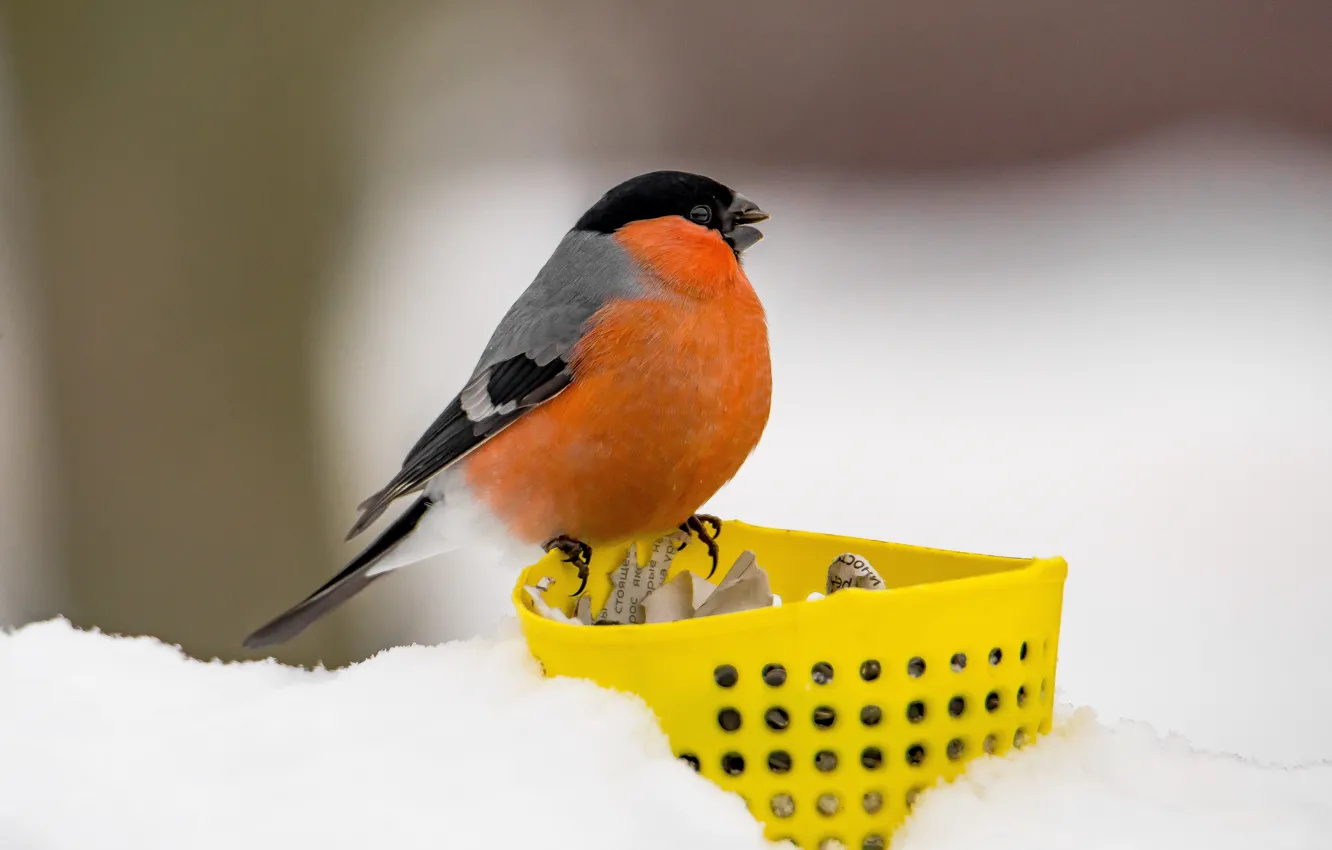 Photo wallpaper winter, bird, bullfinch, feeder