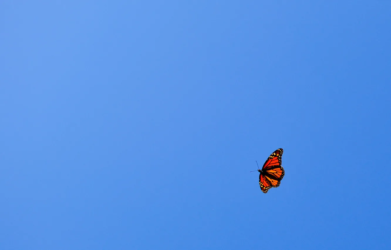 Photo wallpaper the sky, flight, blue, orange, minimalism, Butterfly