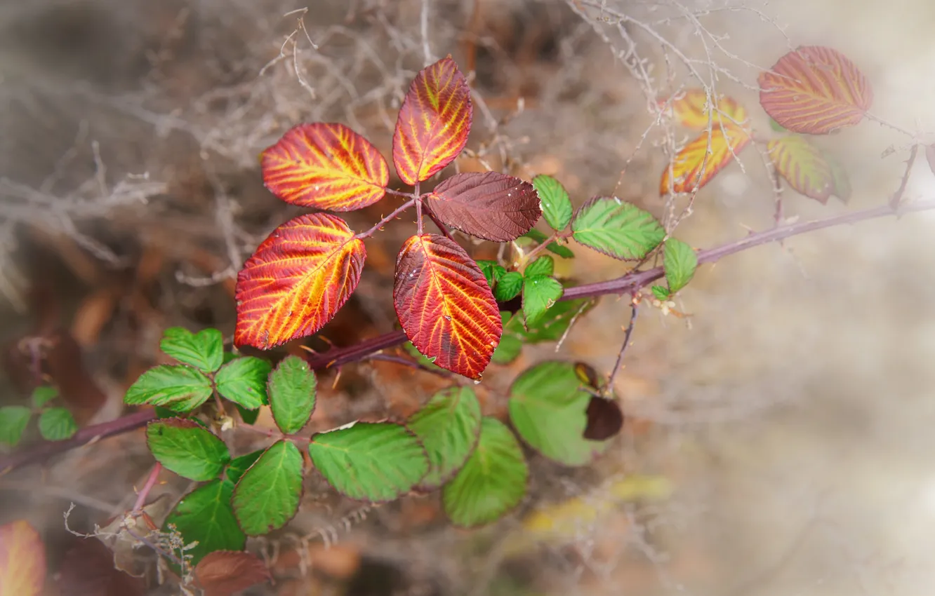 Photo wallpaper autumn, leaves, macro, nature, sprig