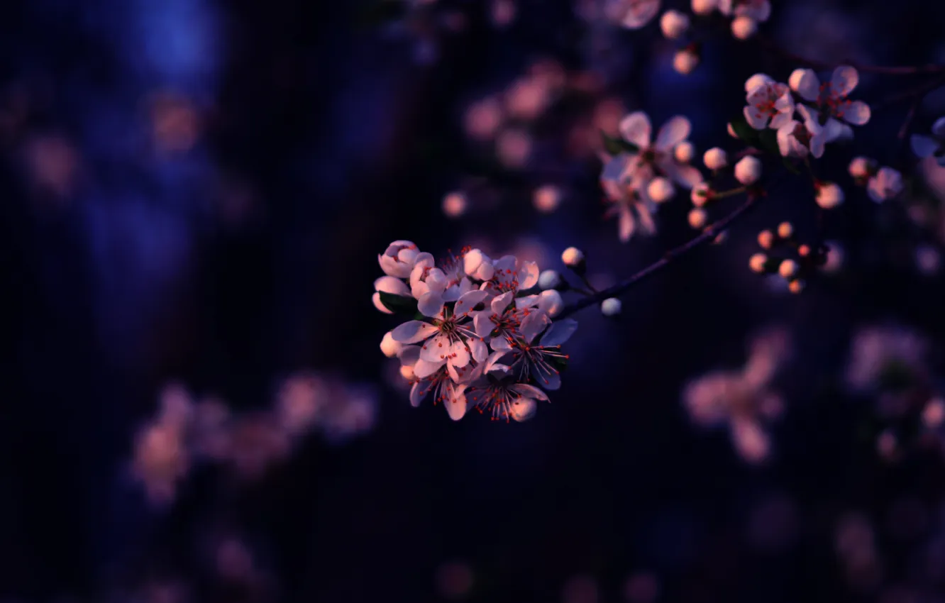 Photo wallpaper purple, flowers, branches, cherry, petals, Sakura, lilac