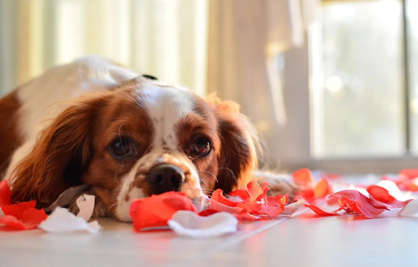 Photo wallpaper look, each, dog