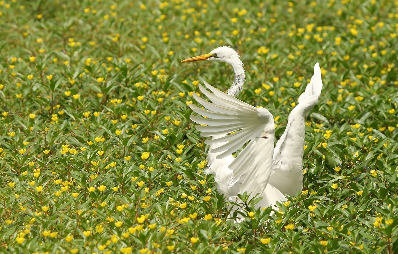 Photo wallpaper flowers, bird, wings, Great white egret