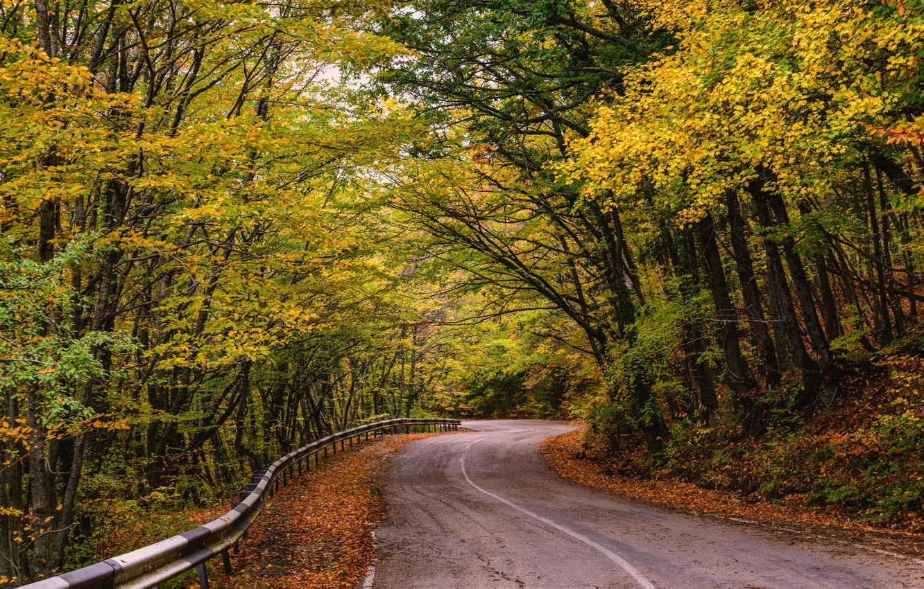 Photo wallpaper road, autumn, leaves, trees, Park, road, nature, park