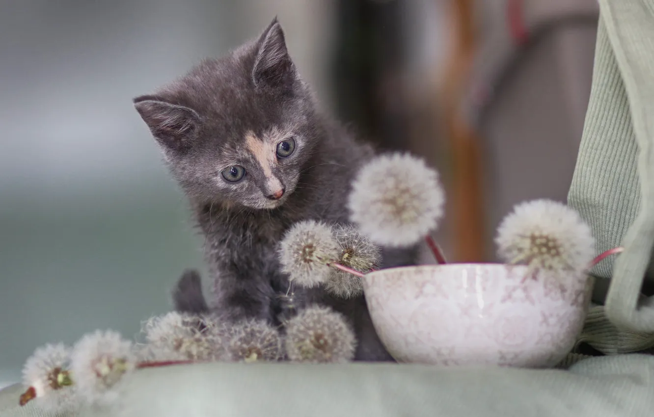 Photo wallpaper cat, flowers, grey, dandelion, fluff, fabric, bowl, kitty