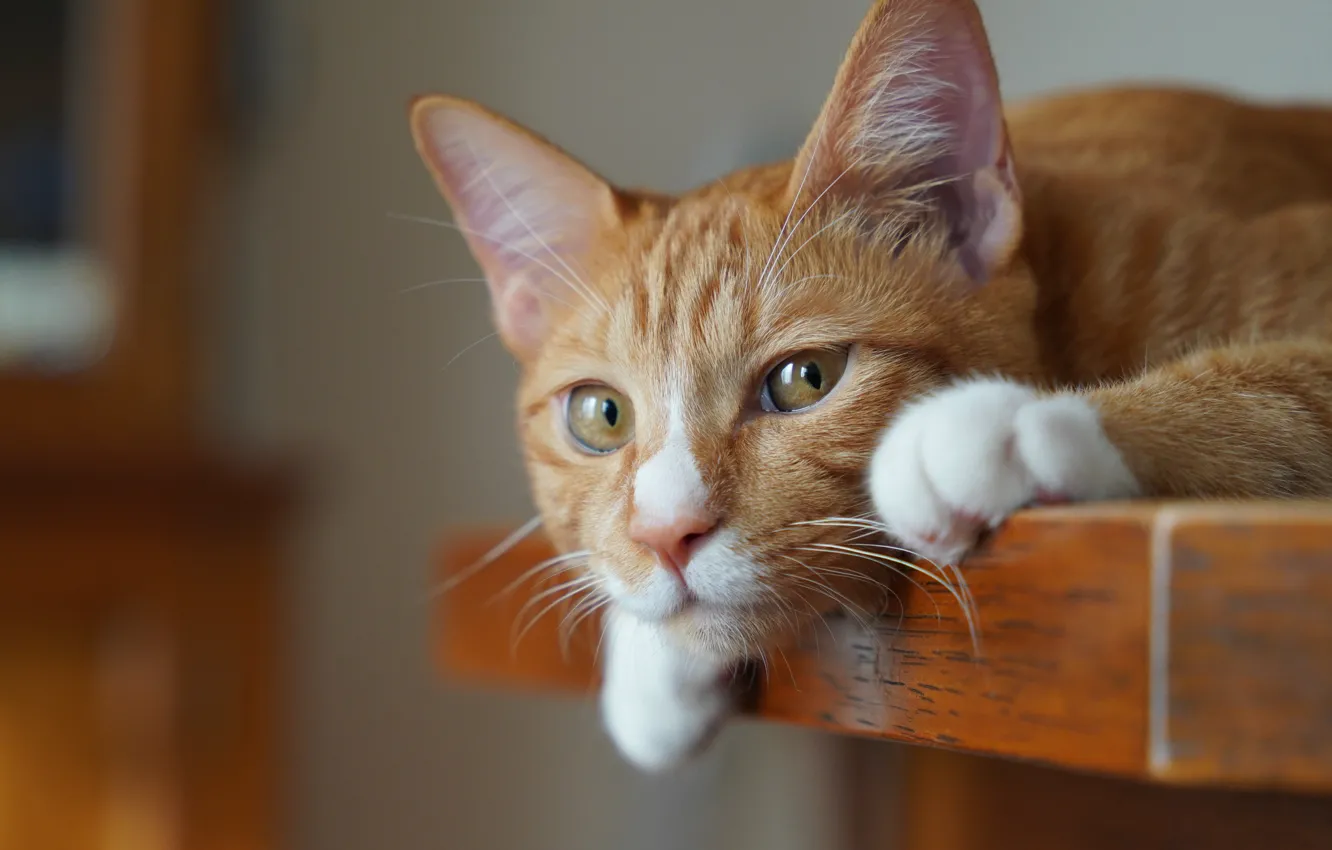 Photo wallpaper cat, cat, look, portrait, paws, lies, red, face