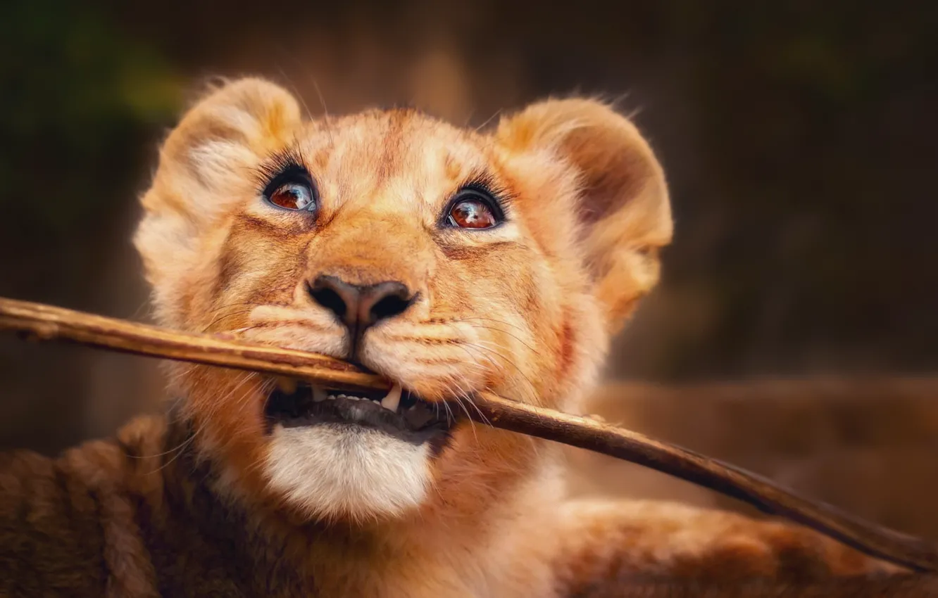 Photo wallpaper eyes, look, Leo, lion, stick, little lion