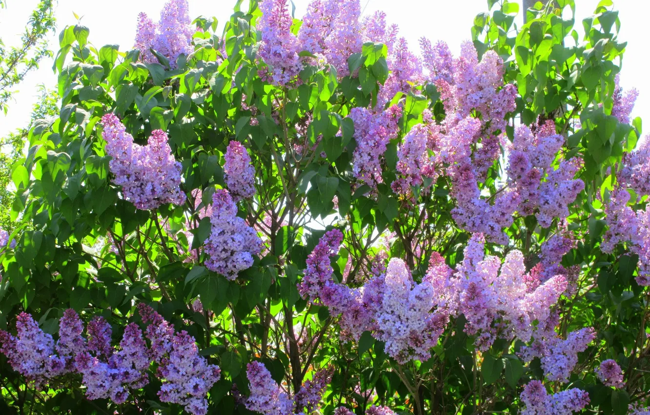 Photo wallpaper flowers, Bush, beauty, lilac, spring 2018, Mamala ©
