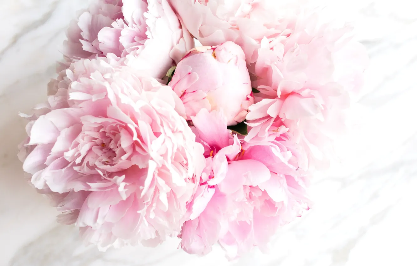 Photo wallpaper flowers, bouquet, marble, pink, flowers, peonies, peonies, tender
