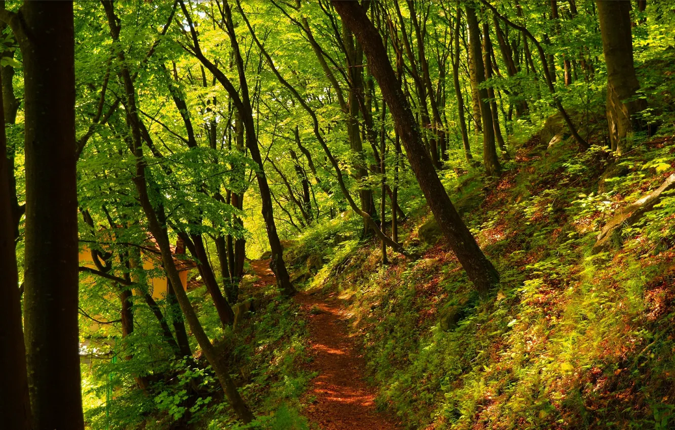 Photo wallpaper forest, trees, spring, forest, path, trees, nature, spring