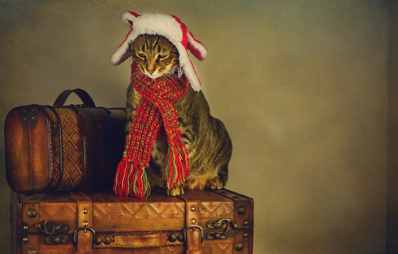 Photo wallpaper suitcase, cat, style, retro, sadness, Wallpaper from lolita777, treatment, sadness