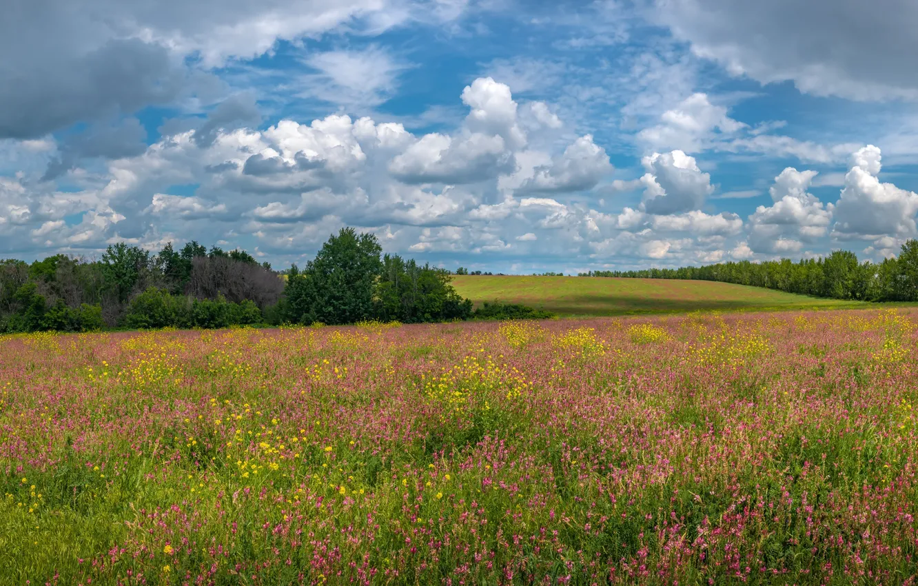 Photo wallpaper field, summer, flowers, meadow, shrub