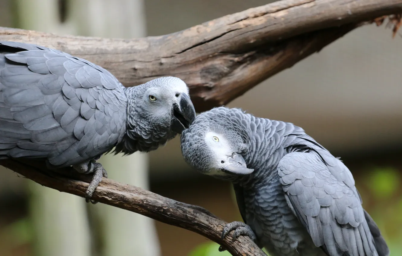 Photo wallpaper trees, branches, pose, grey, bird, parrot, pair, communication