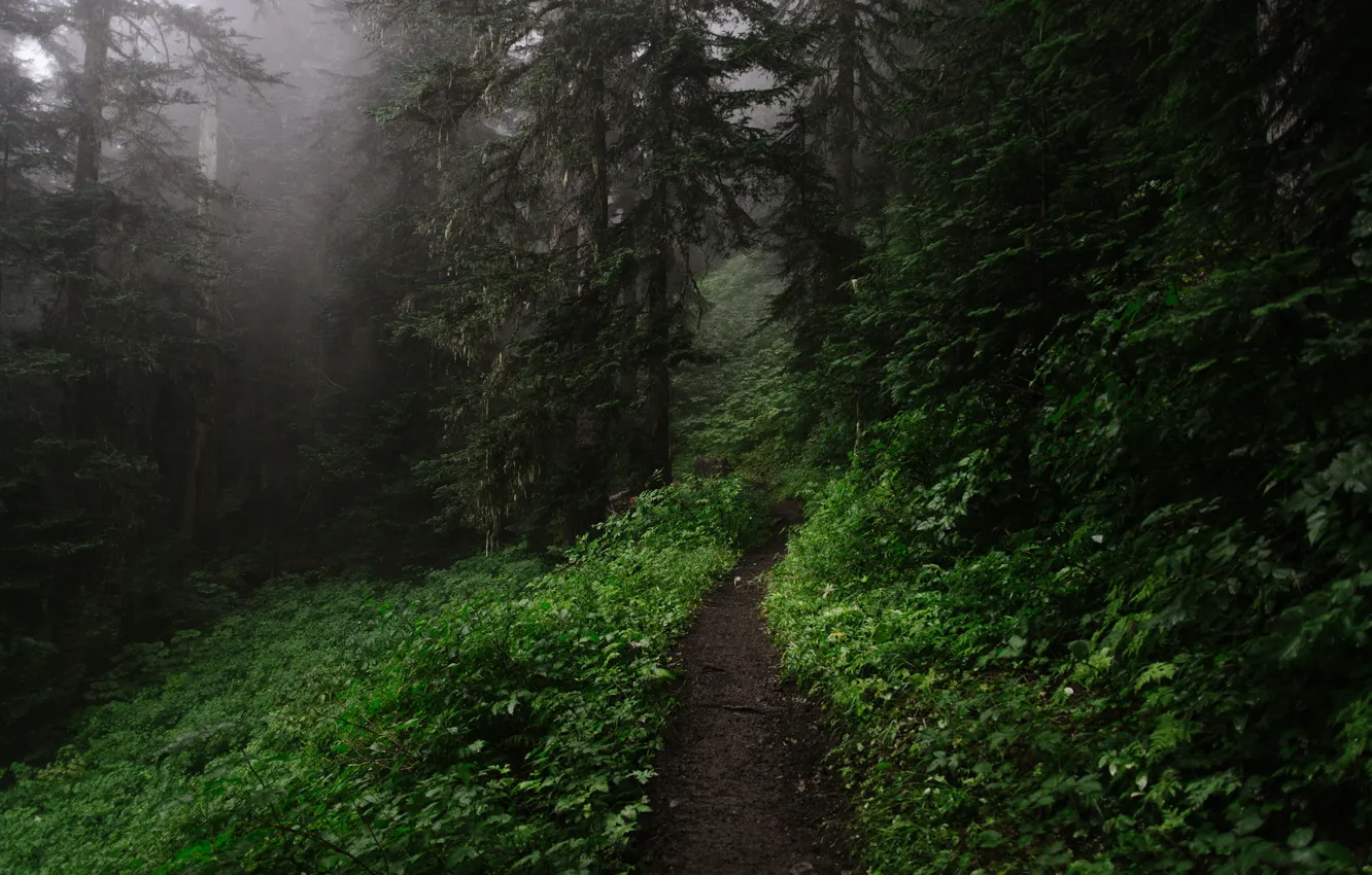 Photo wallpaper forest, grass, leaves, trees, branches, nature, fog, path