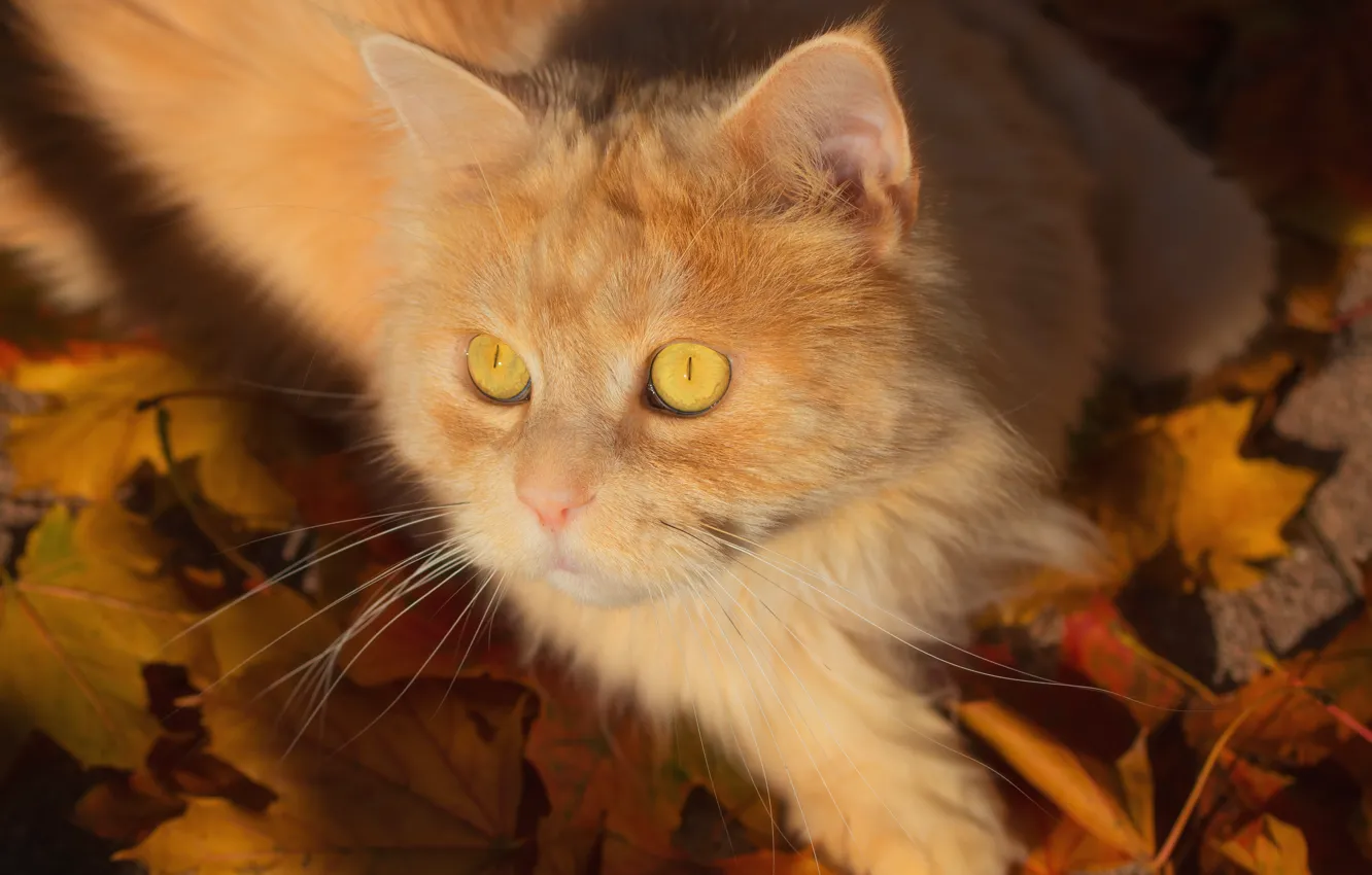 Photo wallpaper cat, look, leaves, muzzle, red cat, cat