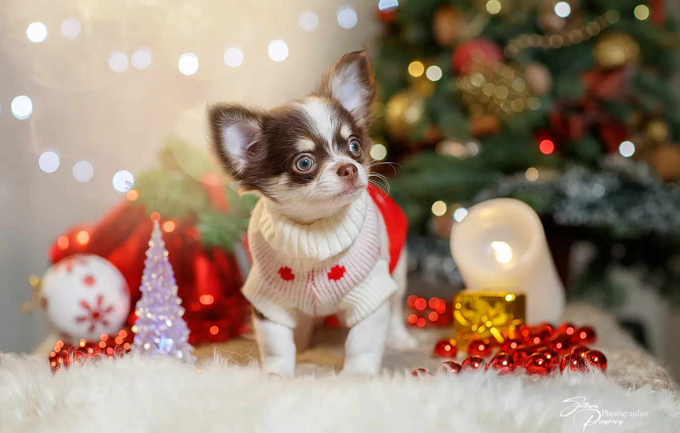 Photo wallpaper new year, doggie, Chihuahua, dog, Svetlana Pisareva