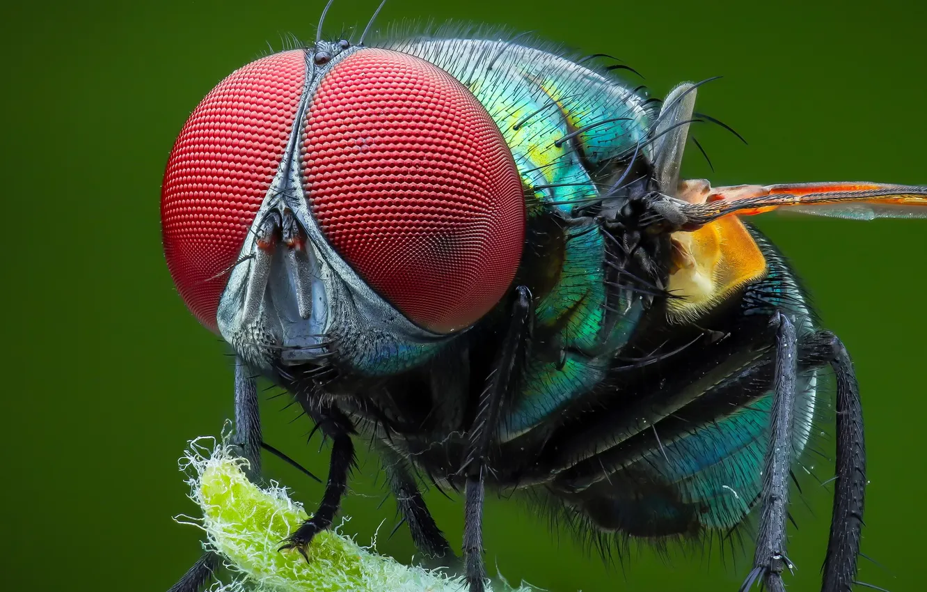 Photo wallpaper eyes, fly, insect, bokeh, Tran The Ngoc, macro photography of insects