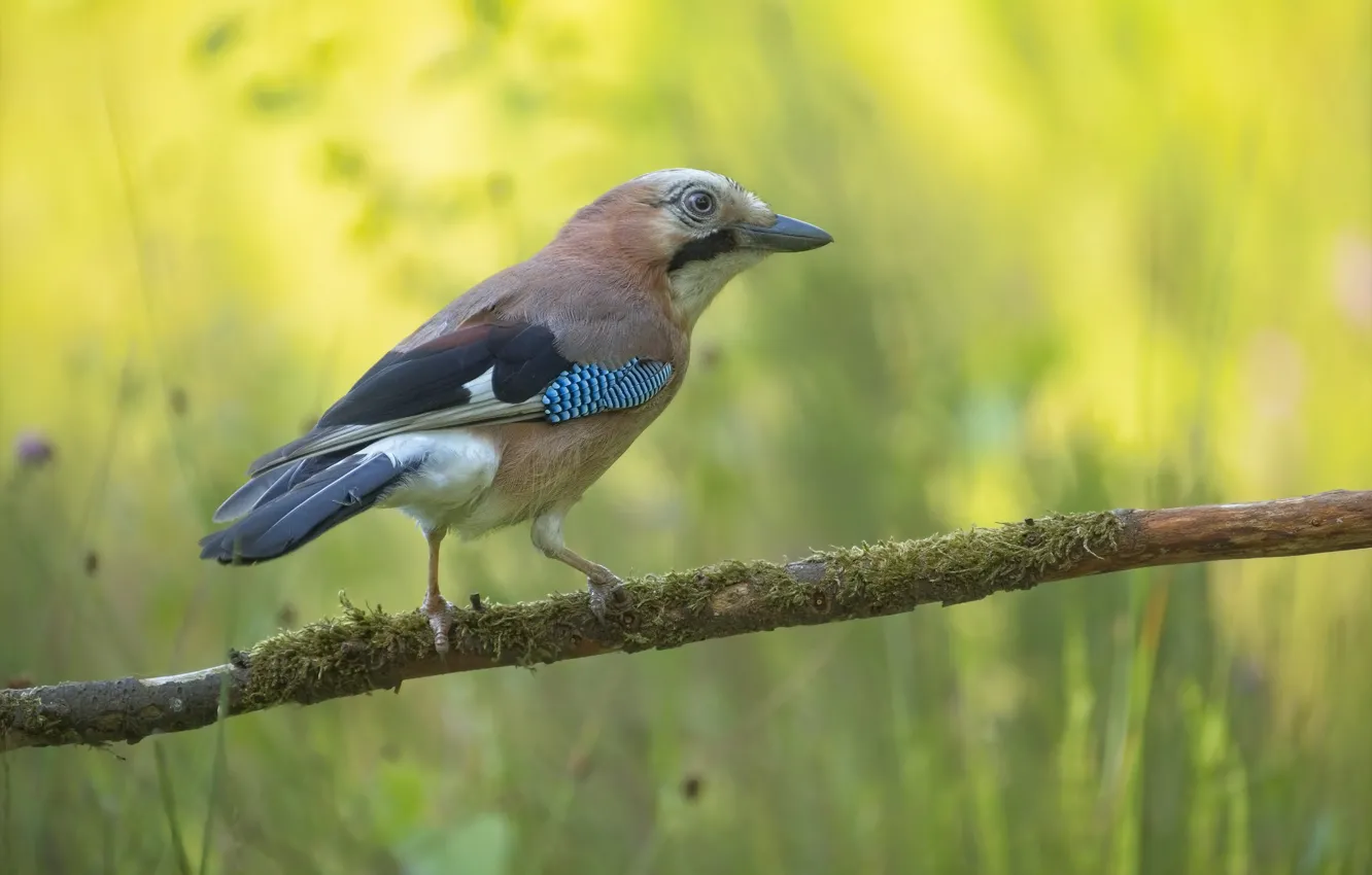 Photo wallpaper branches, bird, stand