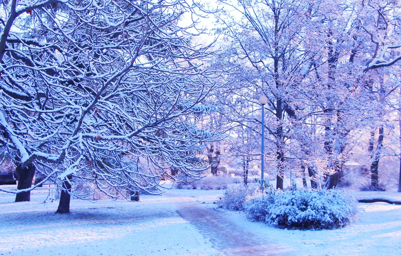 Photo wallpaper white, park, winter, tree, cold