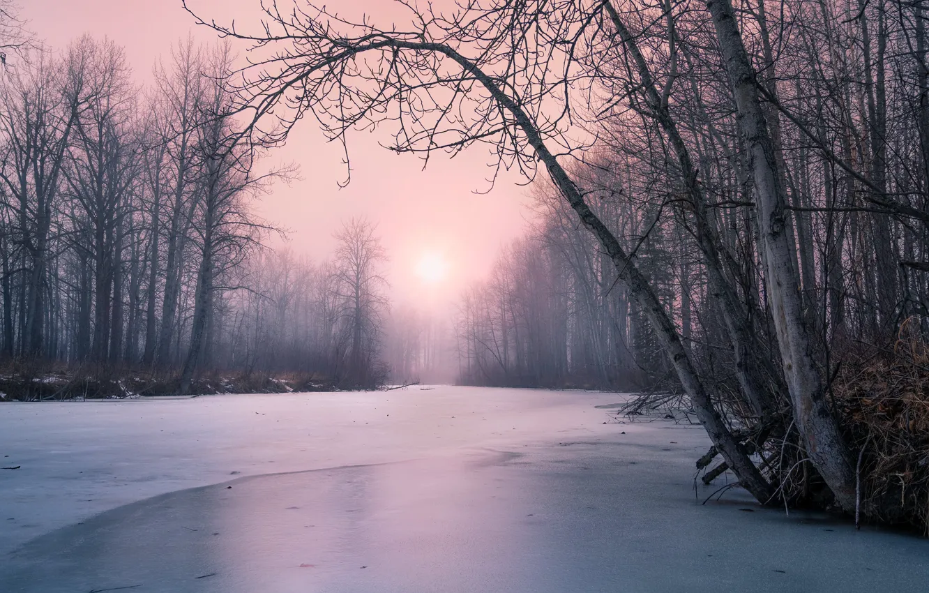 Photo wallpaper winter, forest, the sun, snow, trees, branches, fog, pond