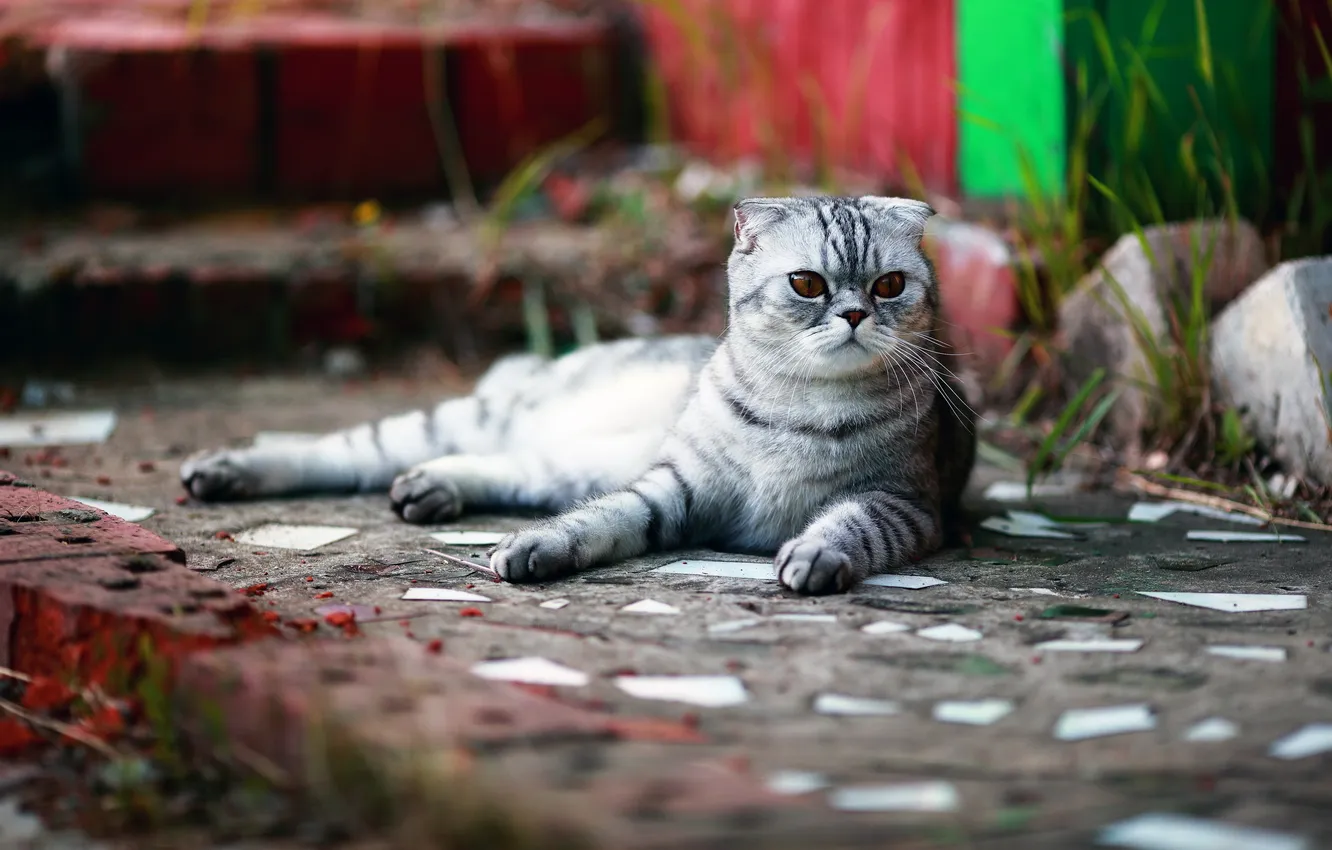 Photo wallpaper cat, look, background