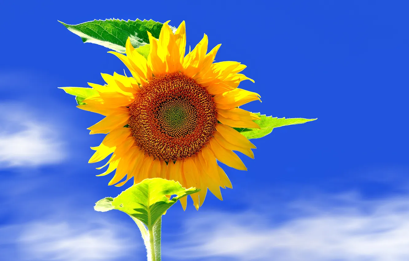 Photo wallpaper the sky, leaves, sunflowers, petals