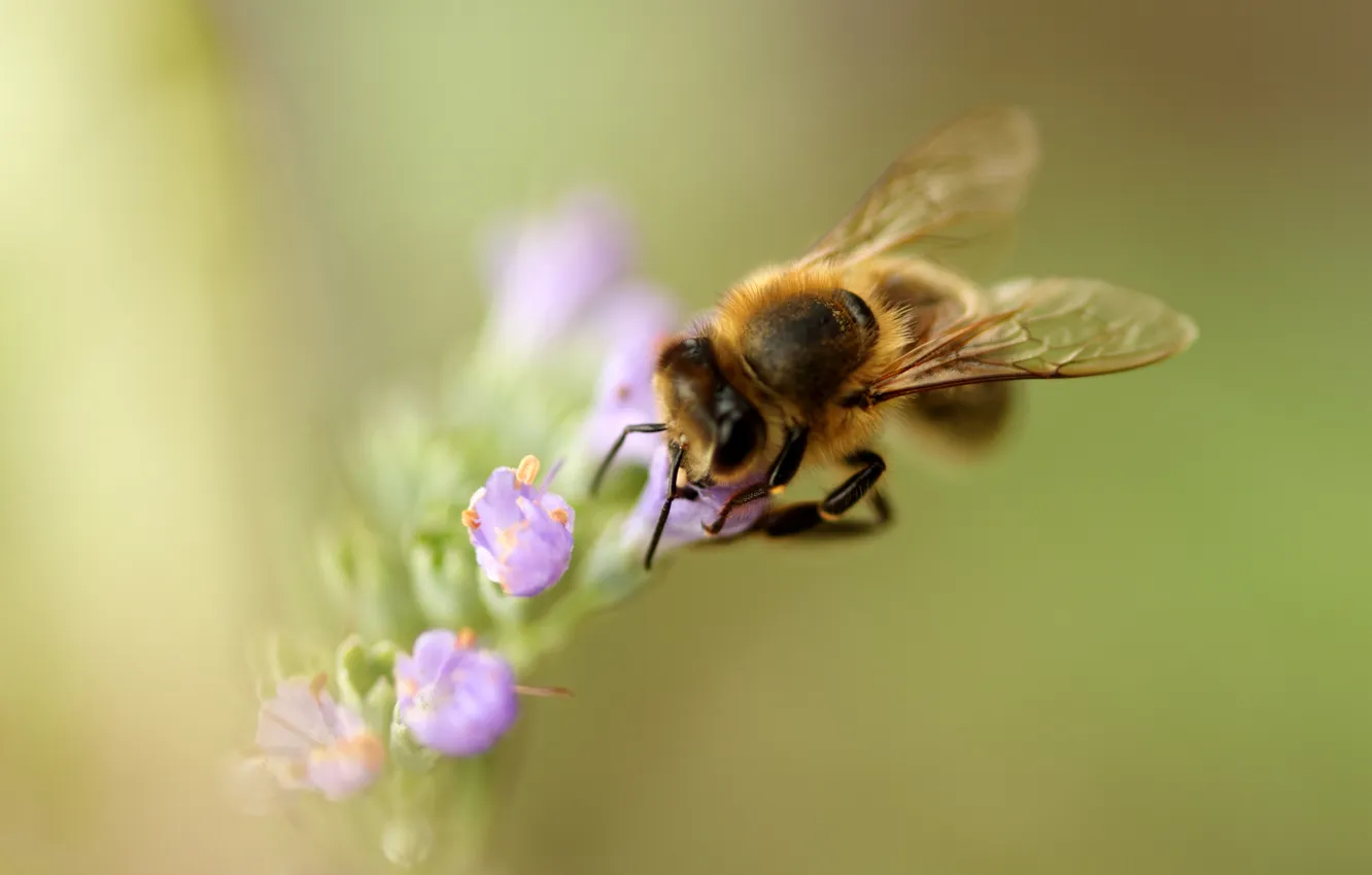 Photo wallpaper flower, macro, photo, bee