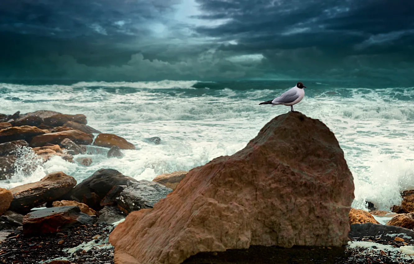 Photo wallpaper sea, the sky, stones, shore, seagulls