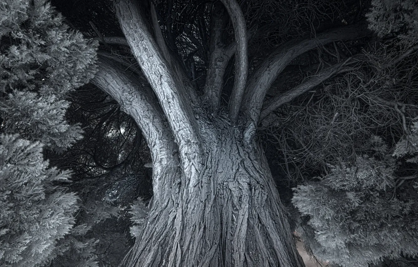 Photo wallpaper trees, nature, background