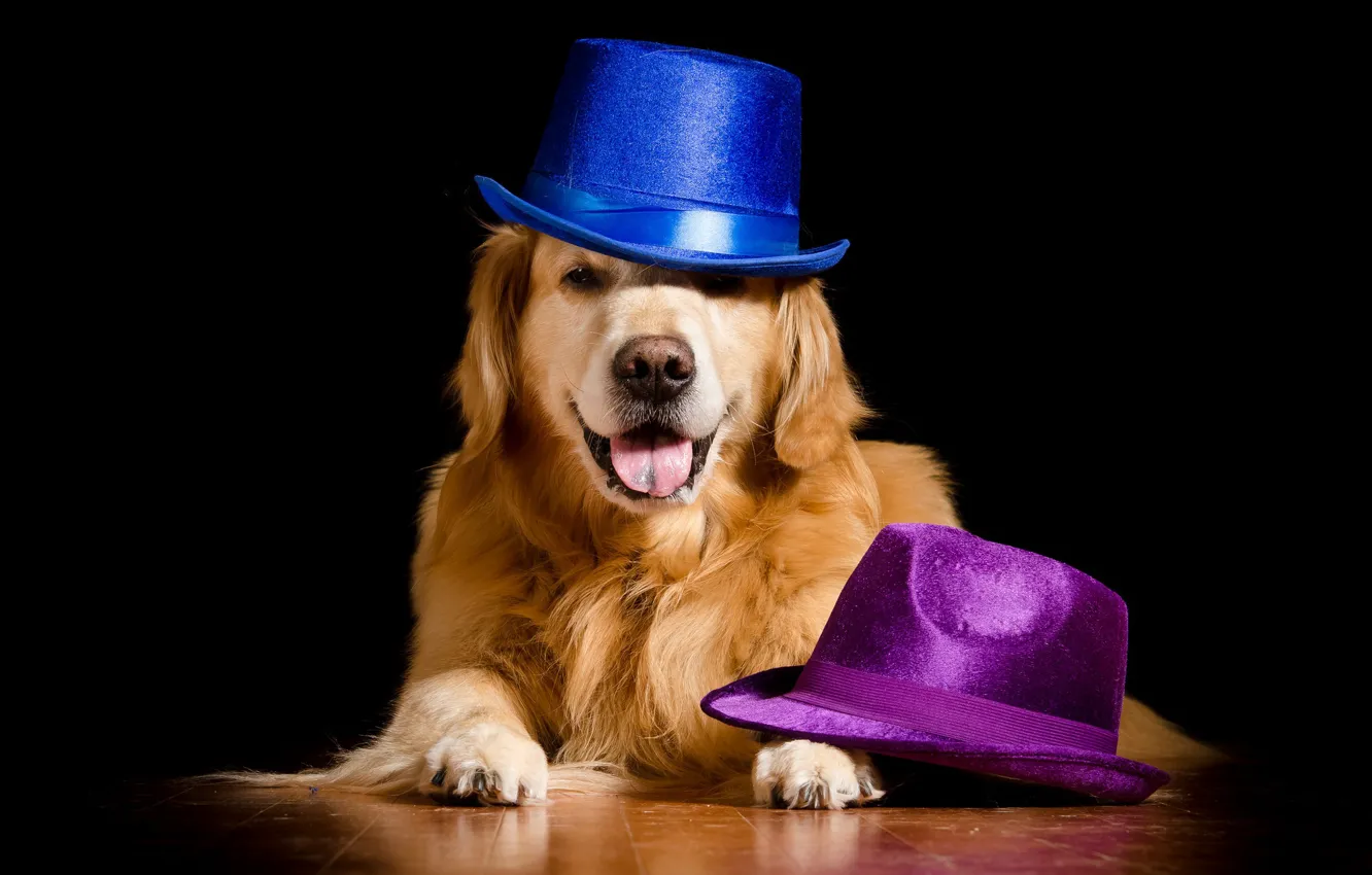 Photo wallpaper background, dog, hats