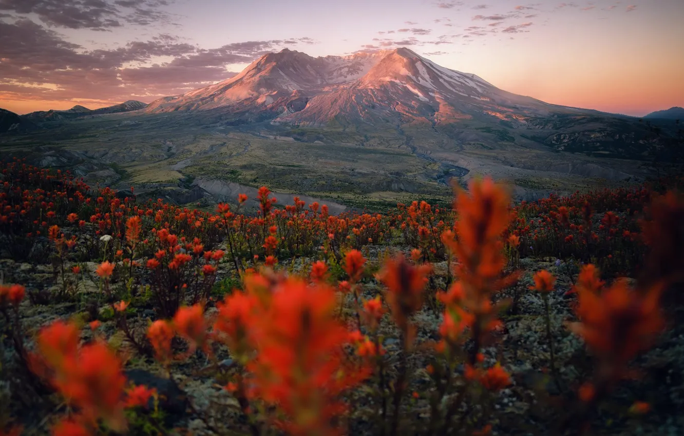 Photo wallpaper flowers, mountain, the volcano, valley