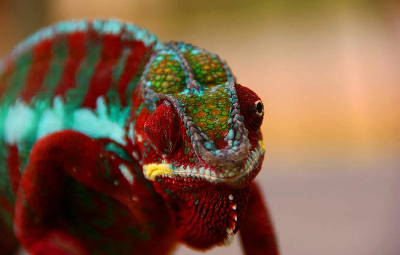 Photo wallpaper eyes, chameleon, color, reptile