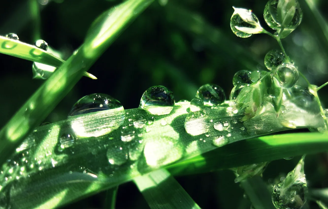 Photo wallpaper drops, on the grass, huge