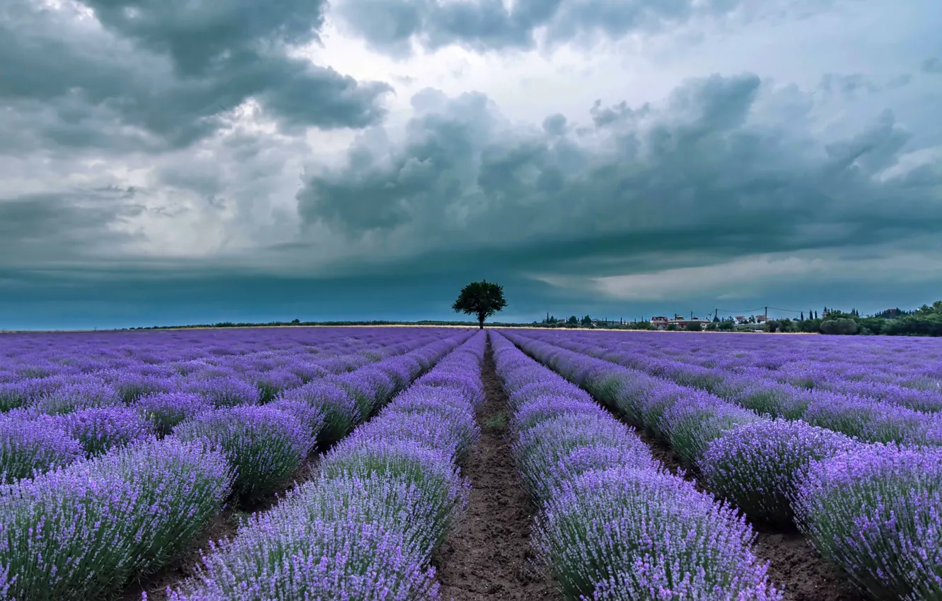 Photo wallpaper clouds, trees, flowers, lavender, lavender field