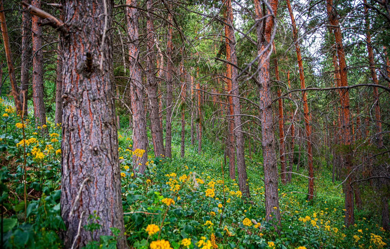 Photo wallpaper forest, trees, flowers