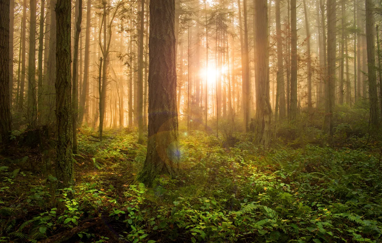 Photo wallpaper greens, forest, the sun, rays, light, trees, fog, thickets