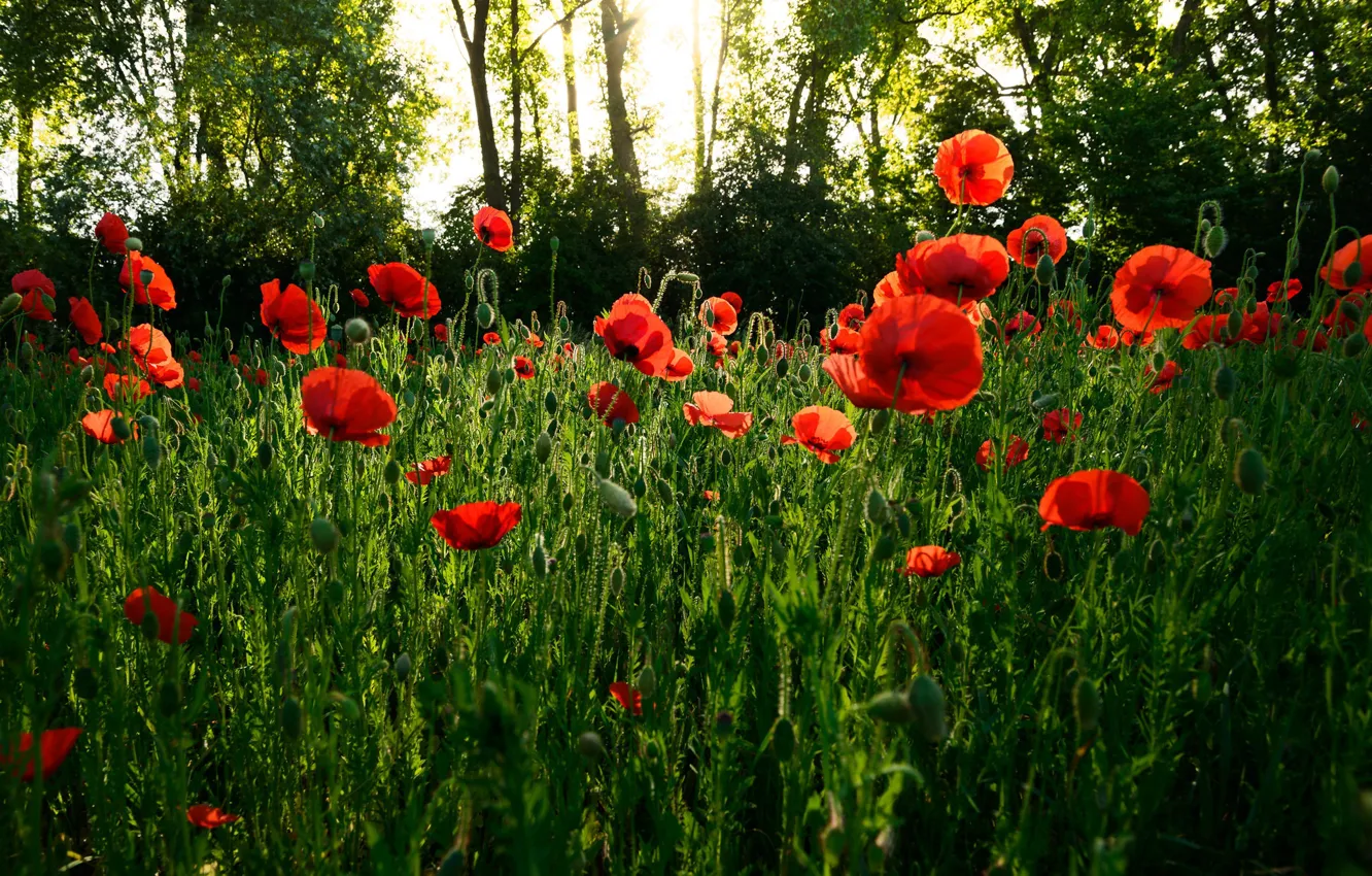 Photo wallpaper red, flowers, Park, light, nature, trees, glade, bokeh