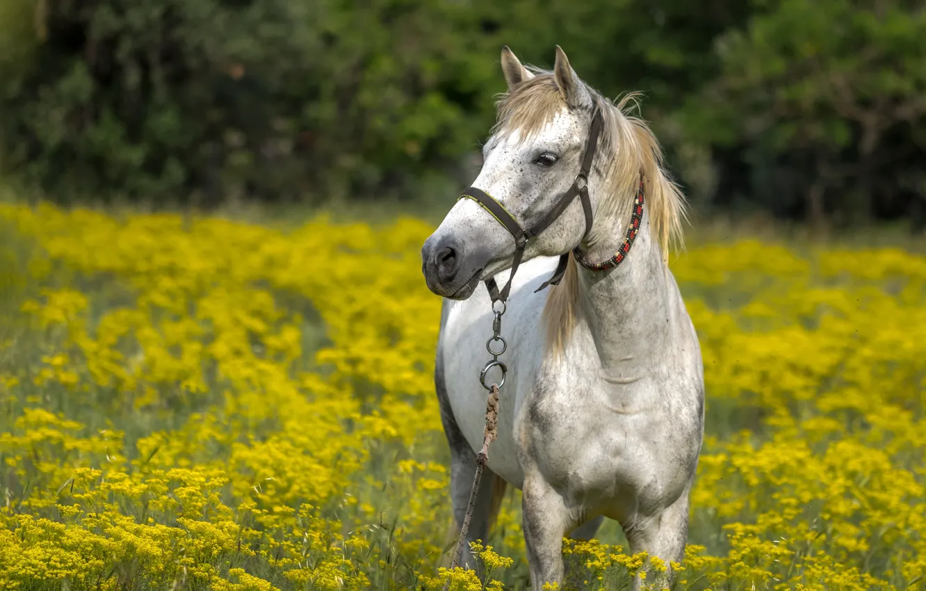 Photo wallpaper field, white, look, face, flowers, nature, background, horse