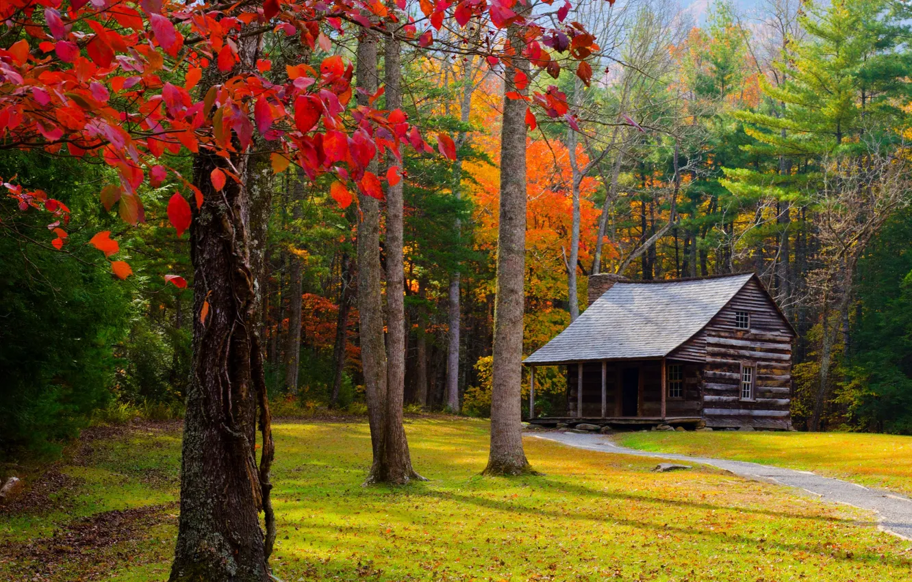 Photo wallpaper road, autumn, forest, grass, leaves, trees, nature, Park