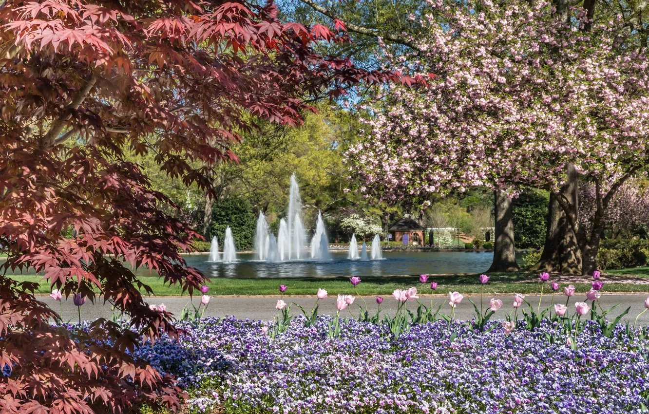Photo wallpaper trees, flowers, Park, spring, fountain