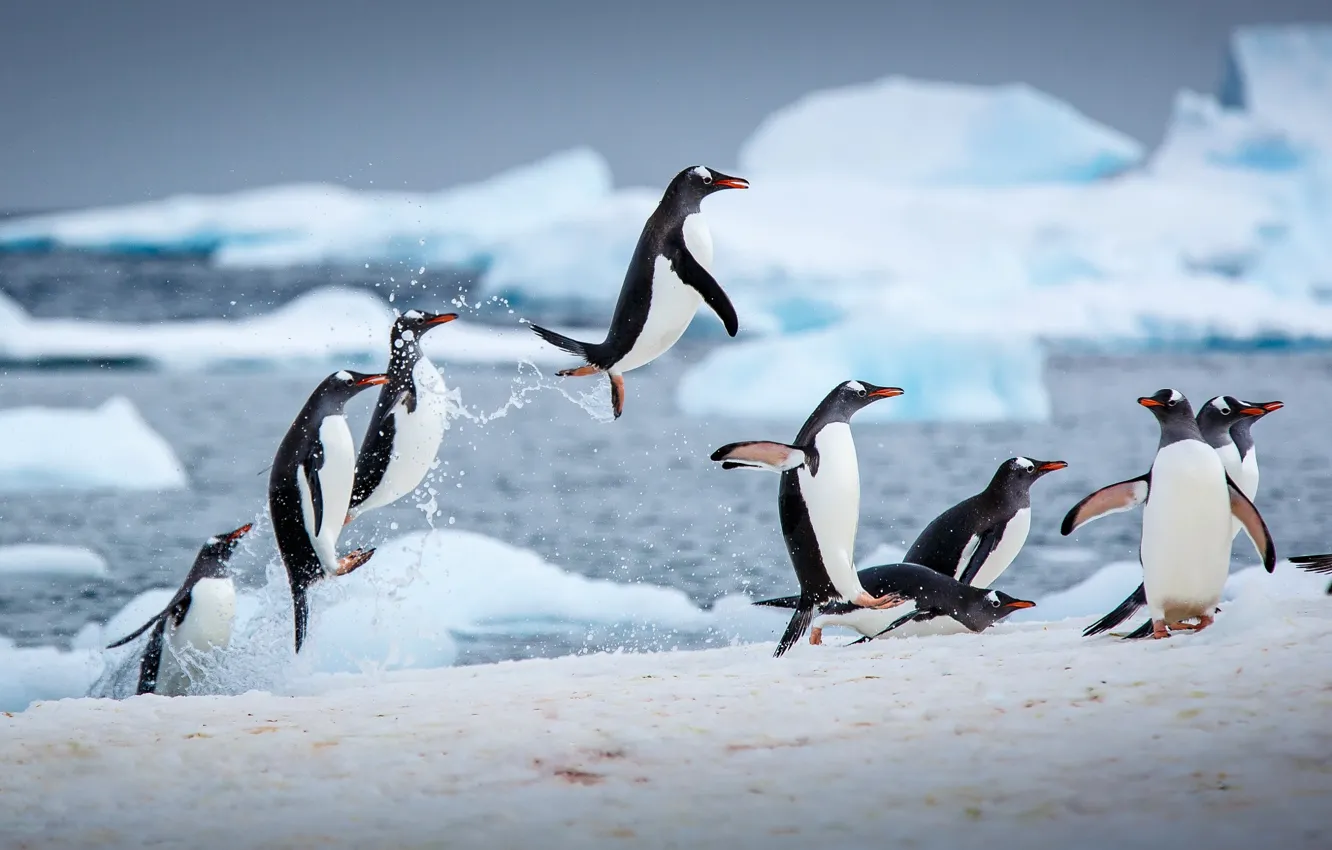Photo wallpaper ice, winter, water, jump, penguins