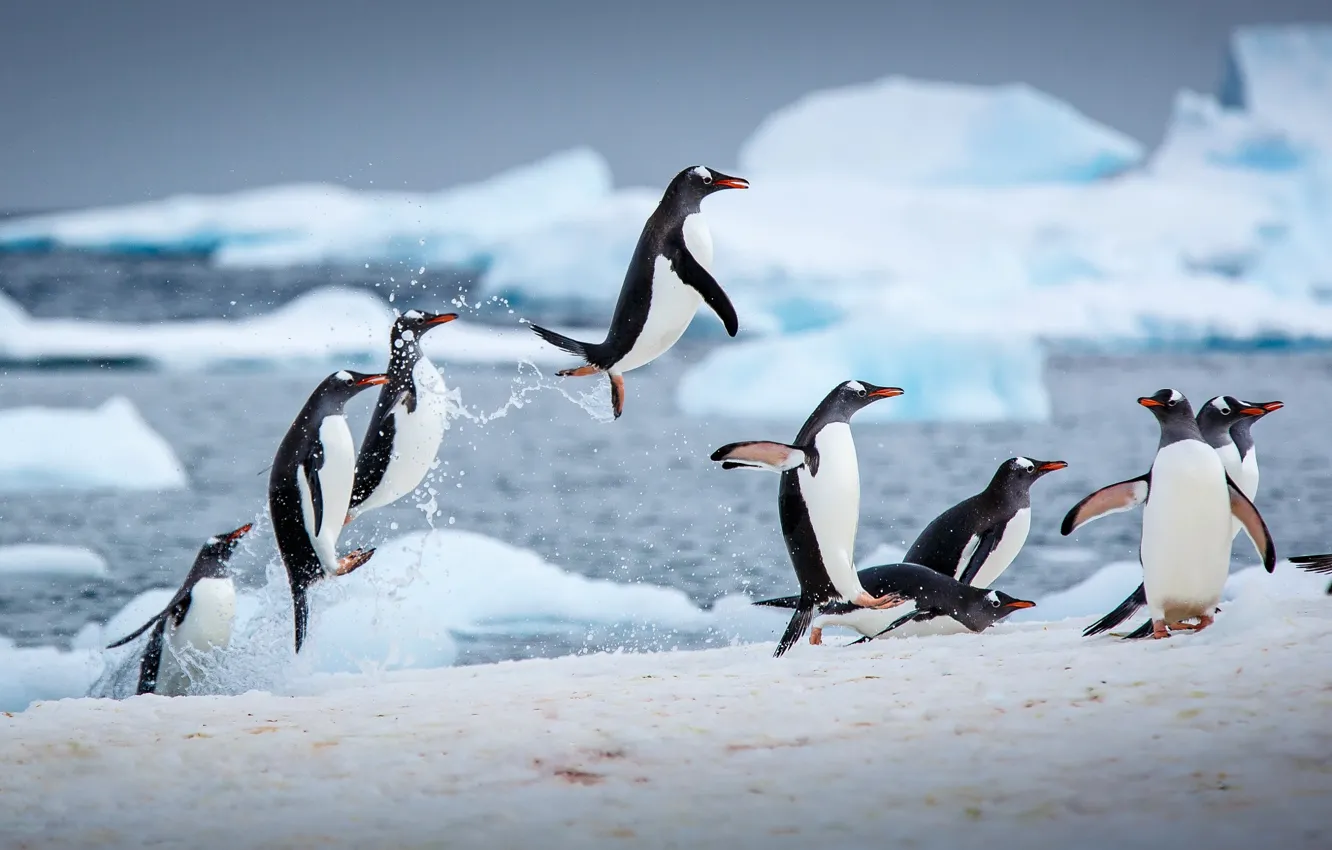 Photo wallpaper winter, water, ice, penguins, jumping