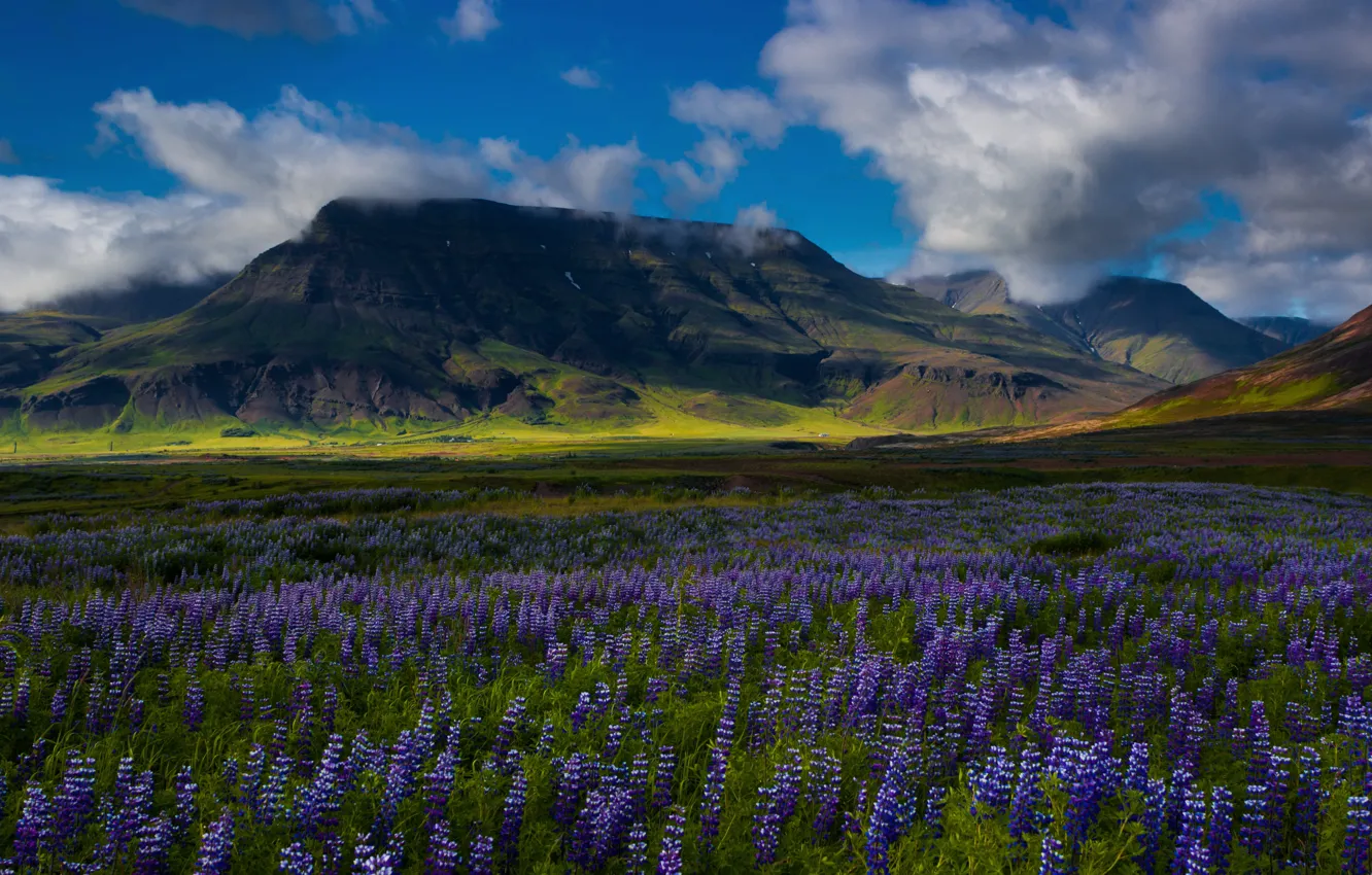 Photo wallpaper field, summer, the sky, clouds, flowers, mountains, hills, lilac