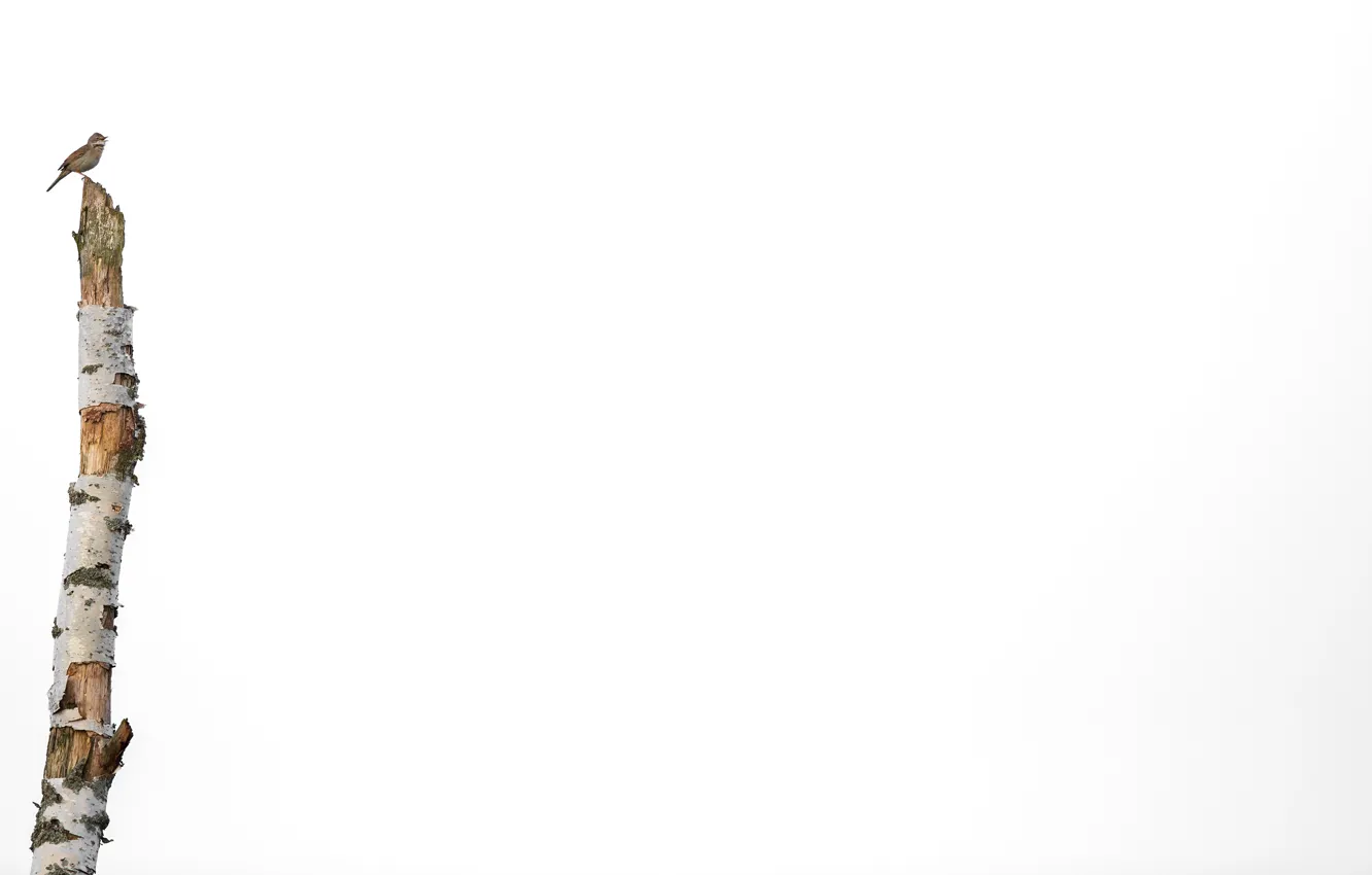 Photo wallpaper trees, nature, bird