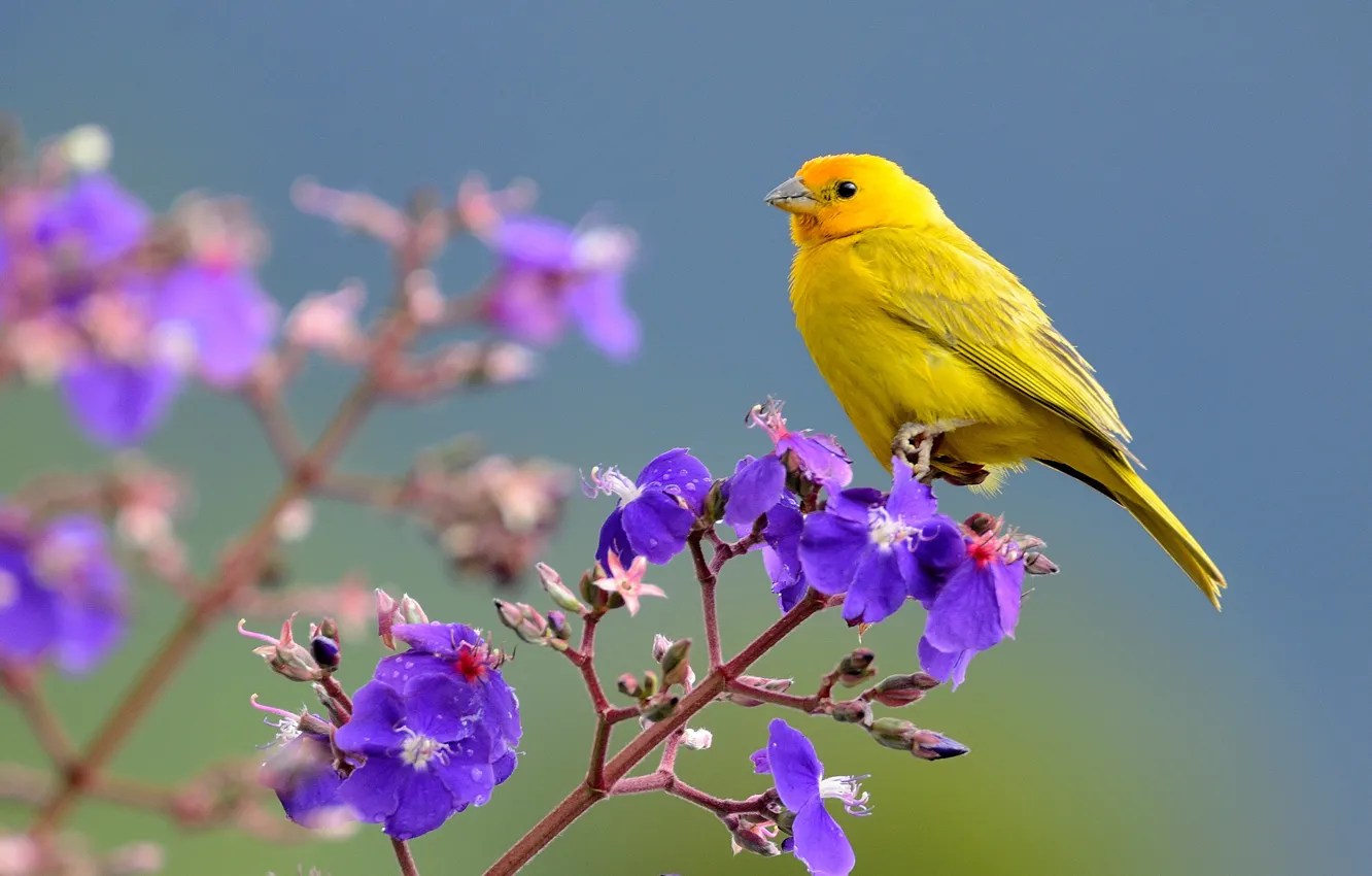 Photo wallpaper flowers, bird, branch, Saffron Finch