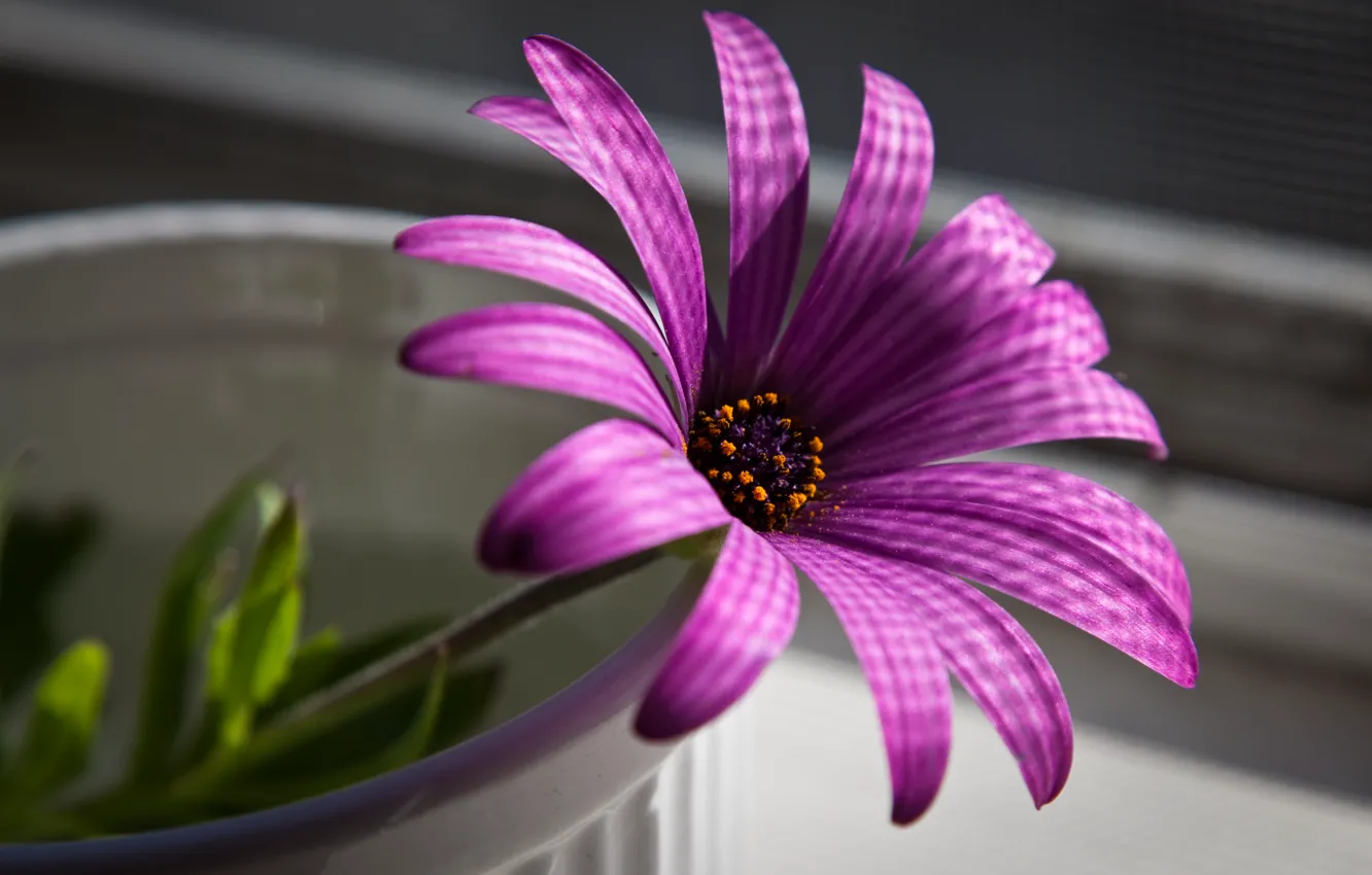 Photo wallpaper flower, macro, purple