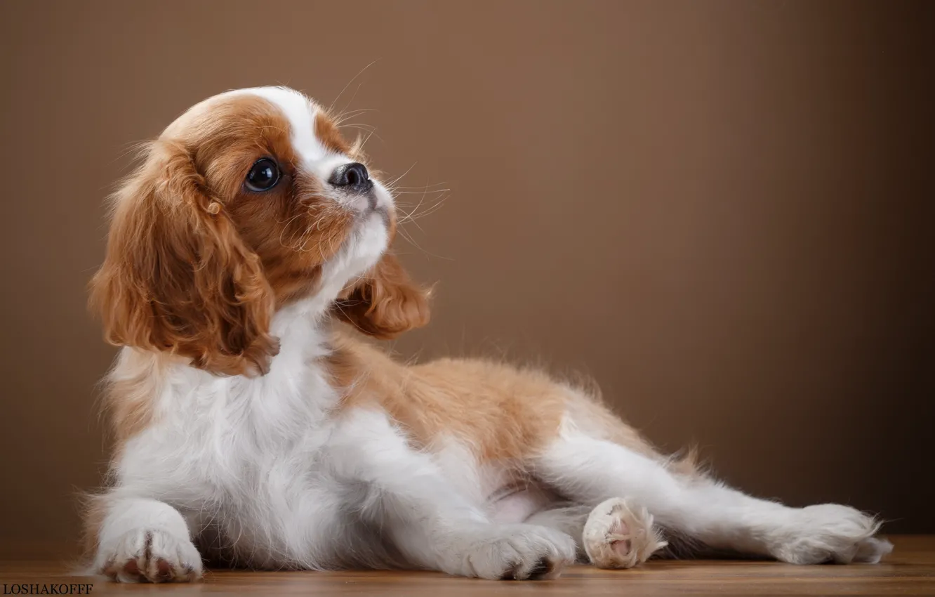 Photo wallpaper puppy, grace, breed, Spaniel