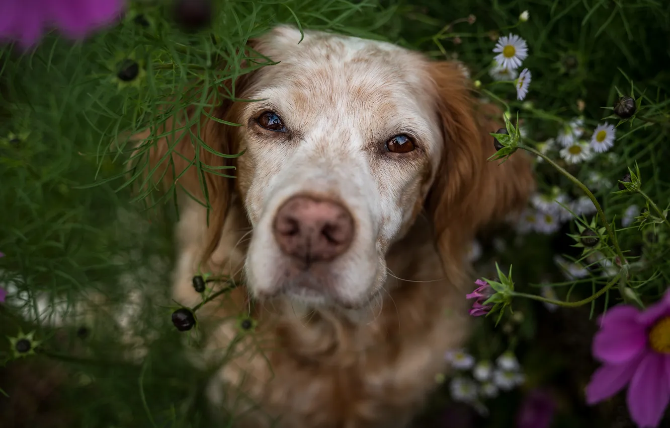 Photo wallpaper look, nature, pose, portrait, dog, face