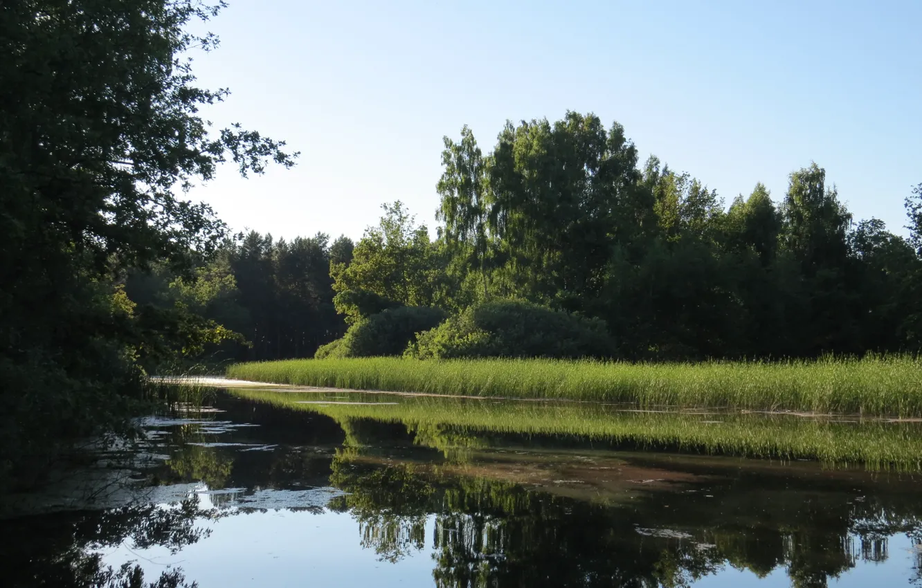 Photo wallpaper river, the evening, Forest